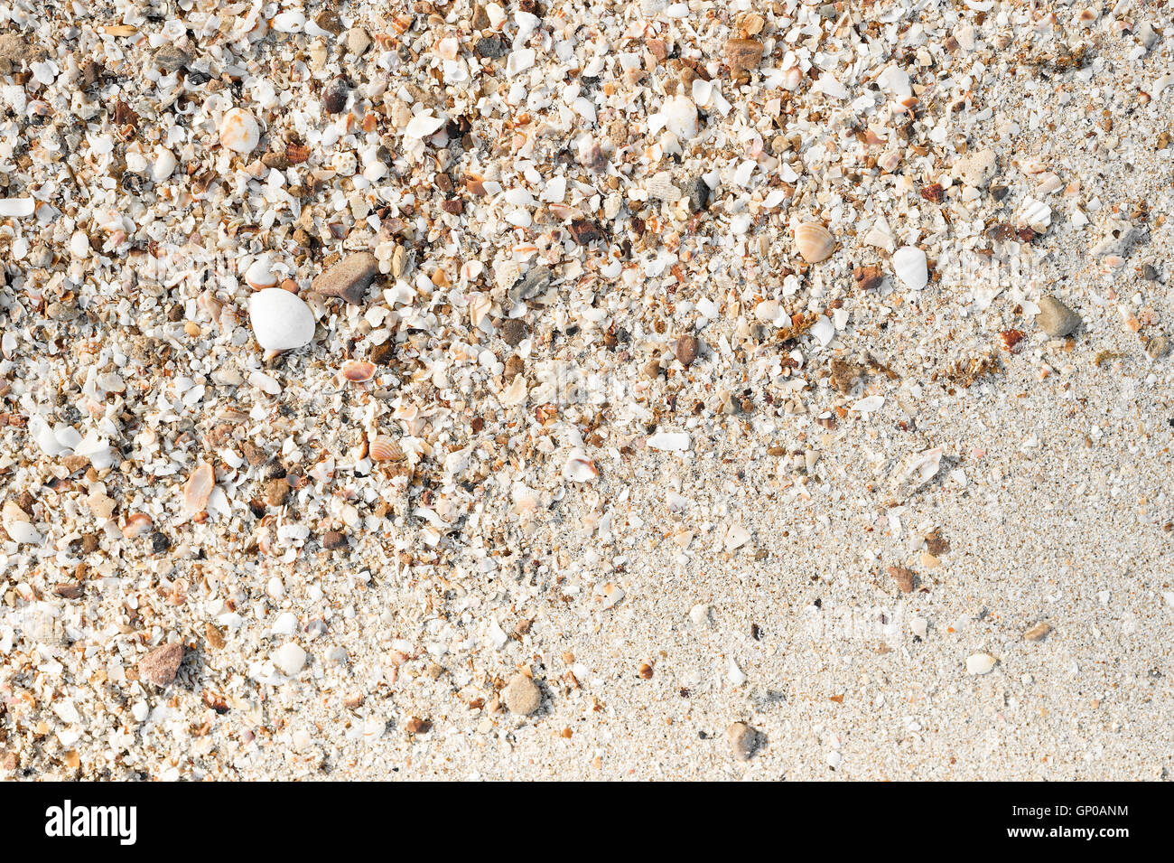 Seashell fragments on sand Stock Photo