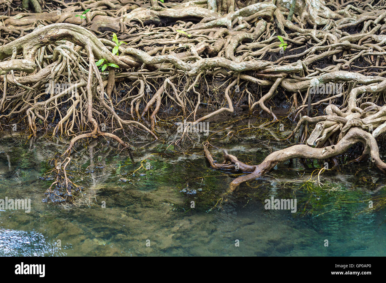 The roots of the mangrove trees, close up. Stock Photo