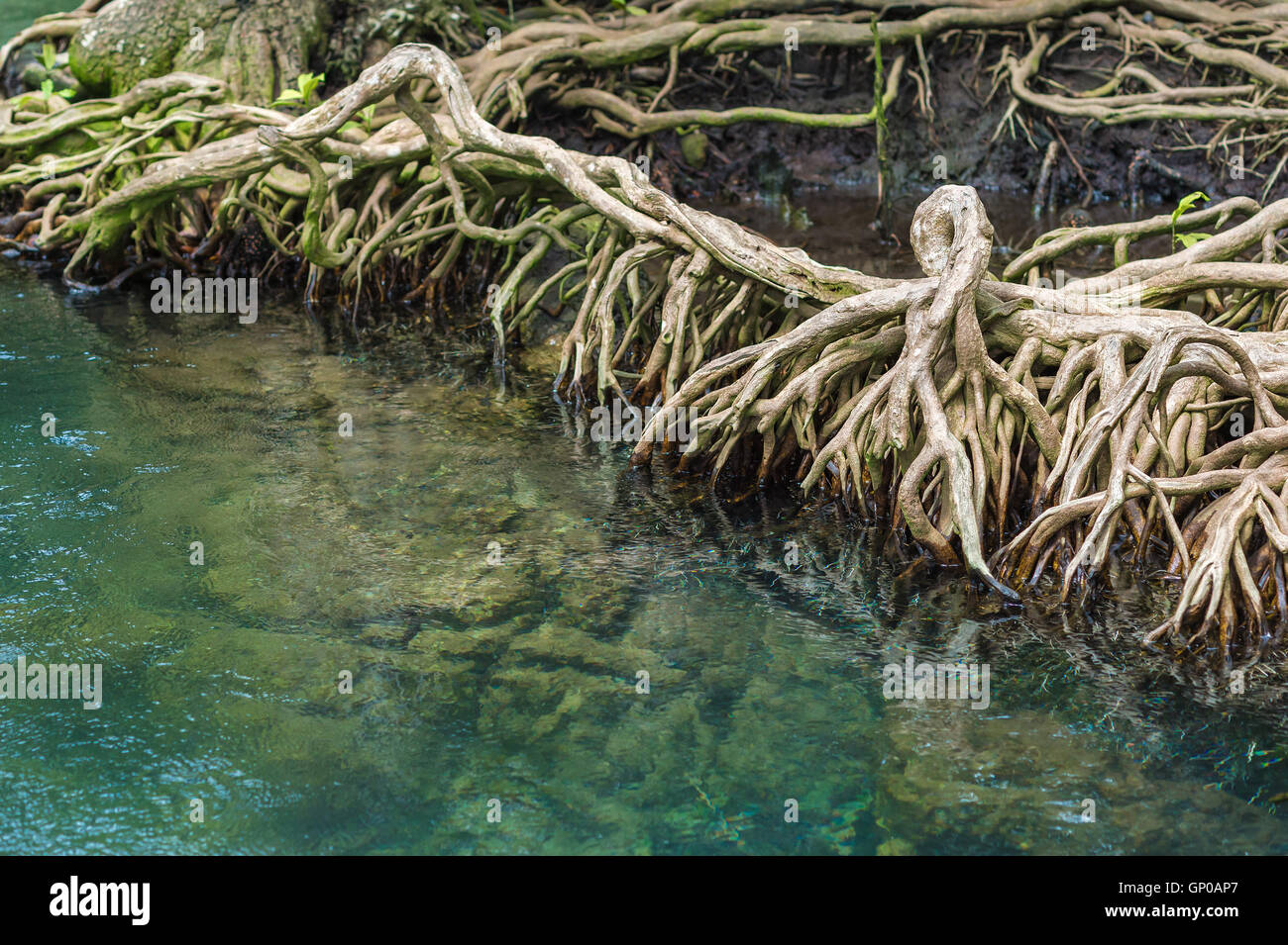 The roots of the mangrove trees, close up. Stock Photo