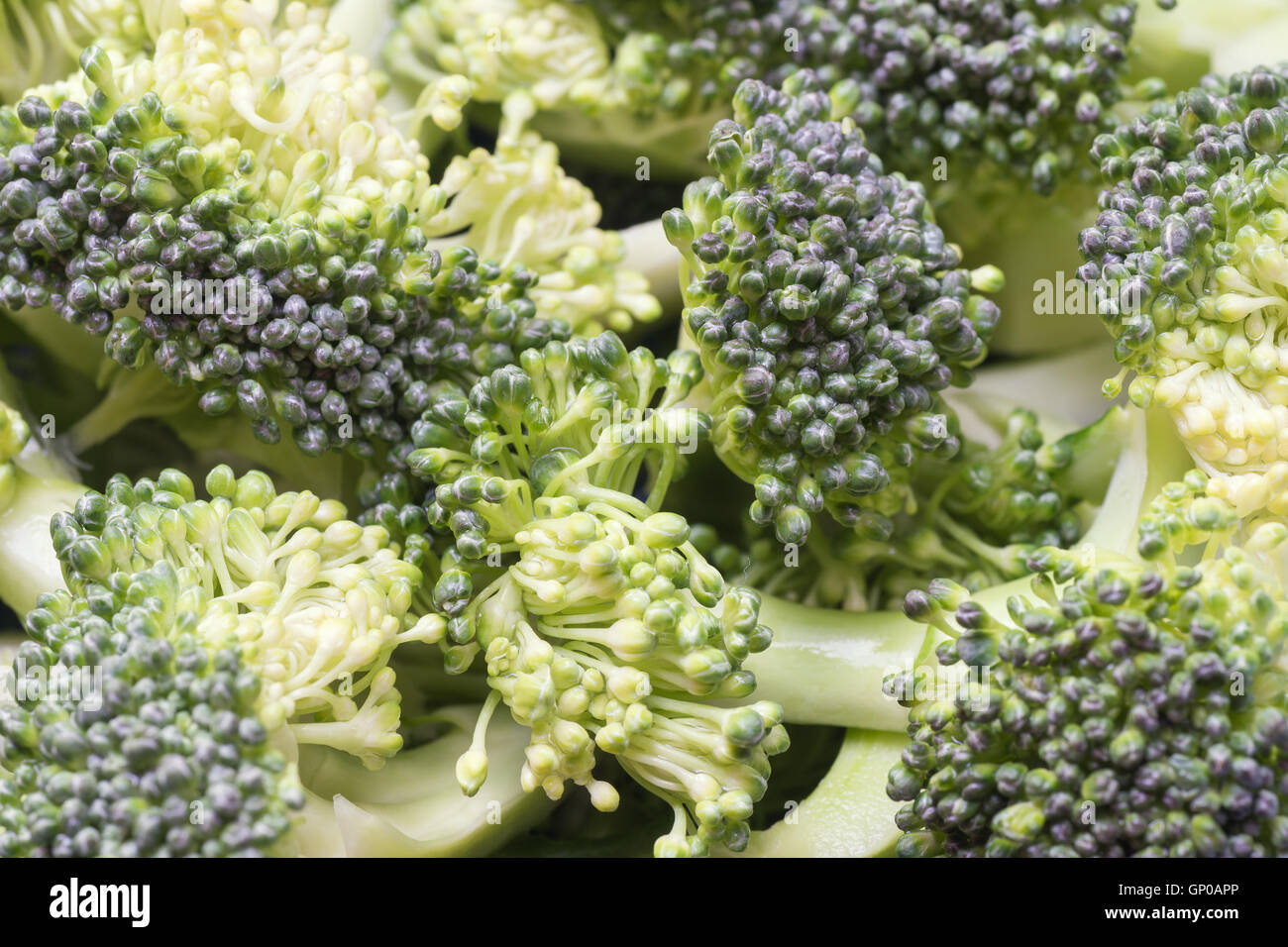Close up green broccoli sliced. Stock Photo