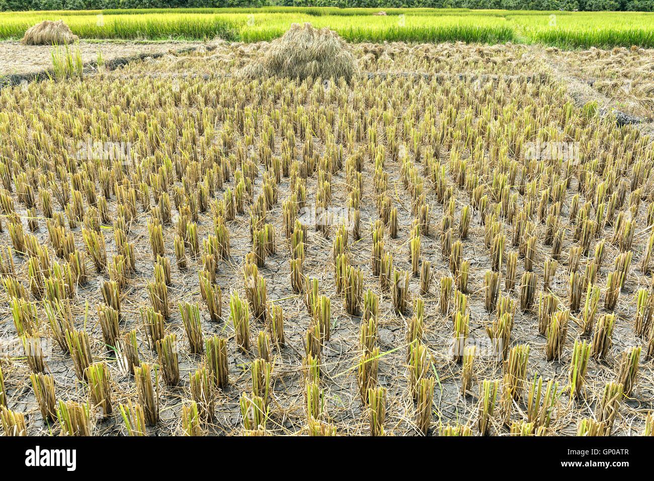 Harvested rice field with ear of paddy pile background. Stock Photo