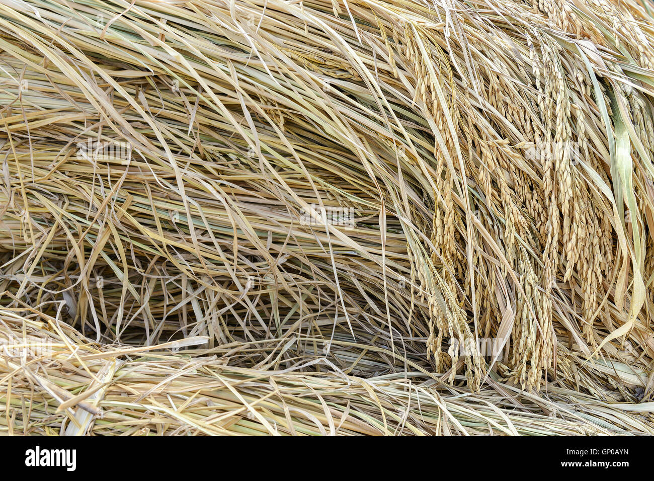 ear of paddy pile, harvested rice field. Stock Photo