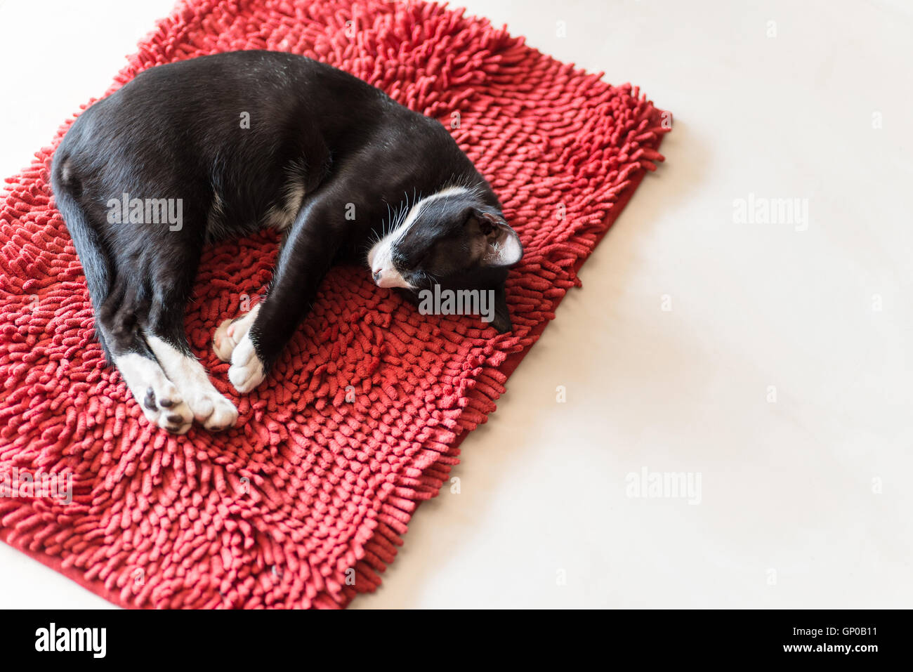 cat sleeping on red carpet, copy space. Stock Photo