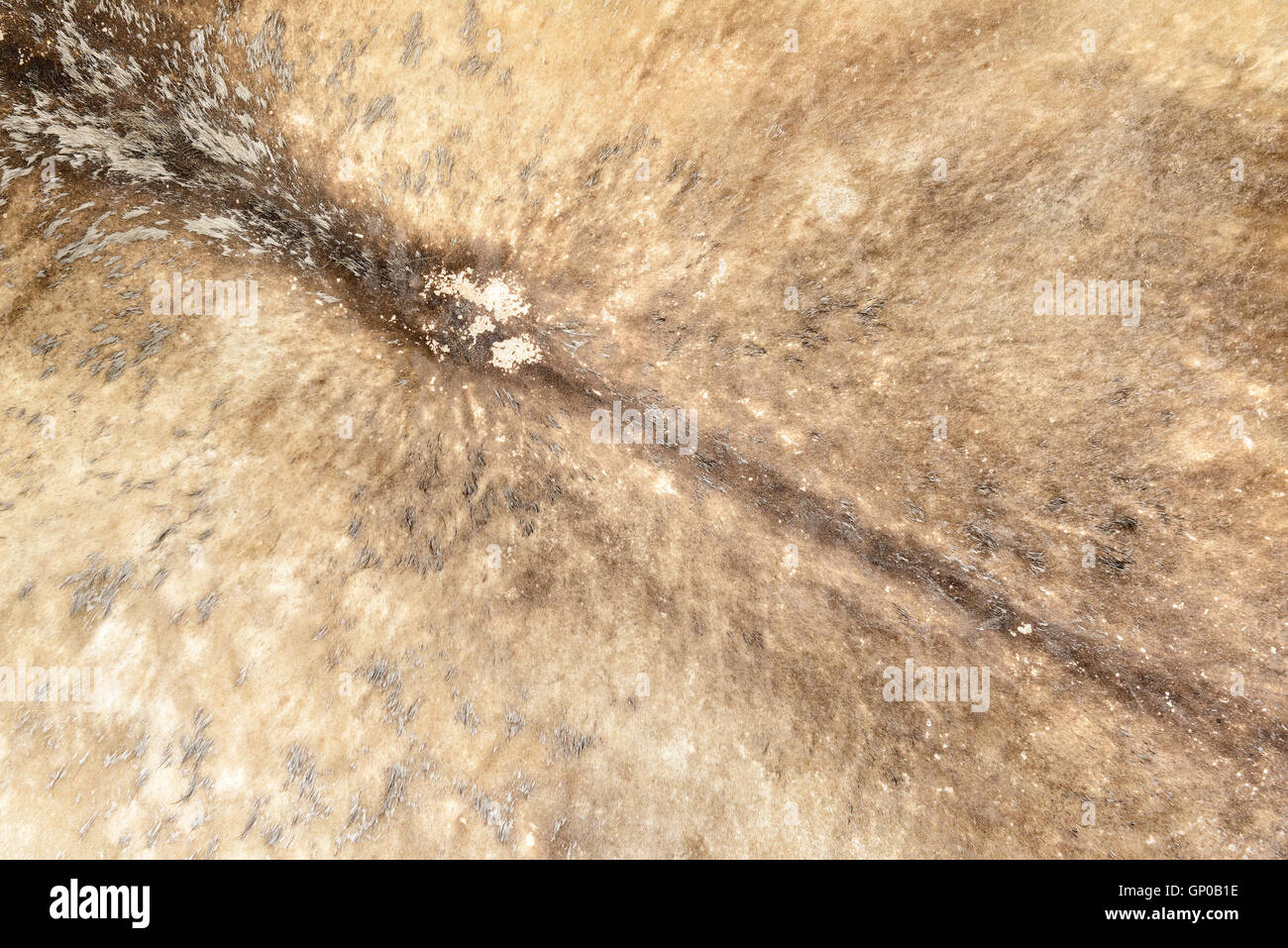 Traces on fragment of cow skin or cowhide, close up leather textured. Stock Photo