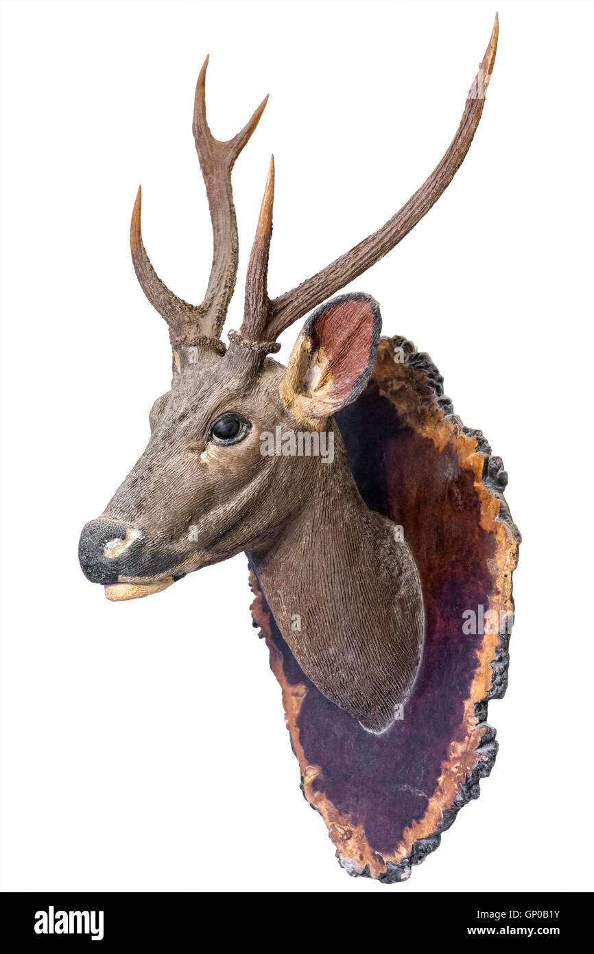 Deer head model mounted on wall isolated on white background. Stock Photo