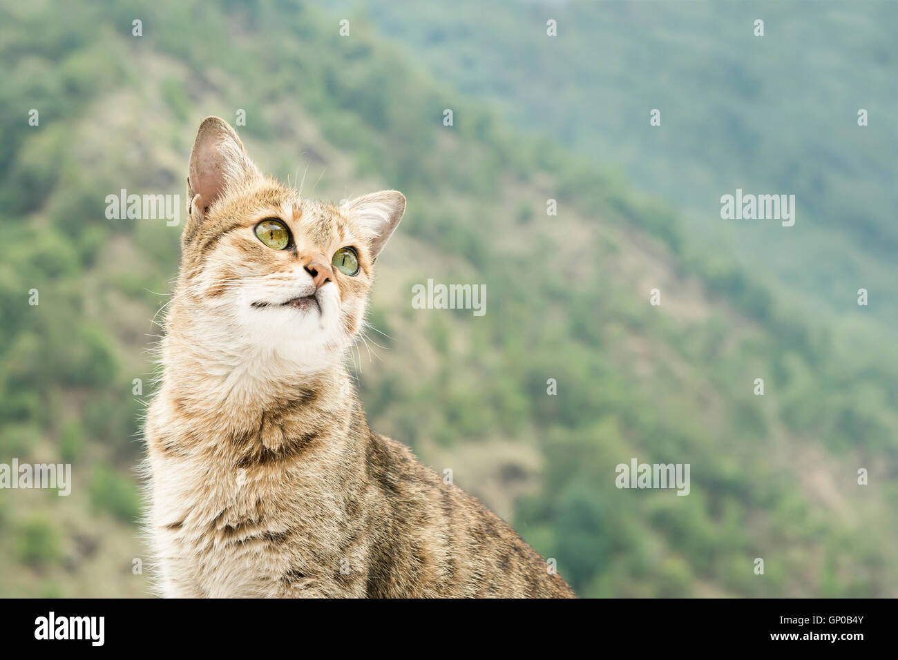 Looking, brown tabby cat on green mountain background. Stock Photo