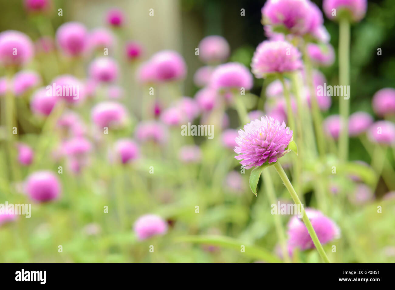 Pink amaranth flowers, pink Gomphrena in the garden. Copy space. Stock Photo