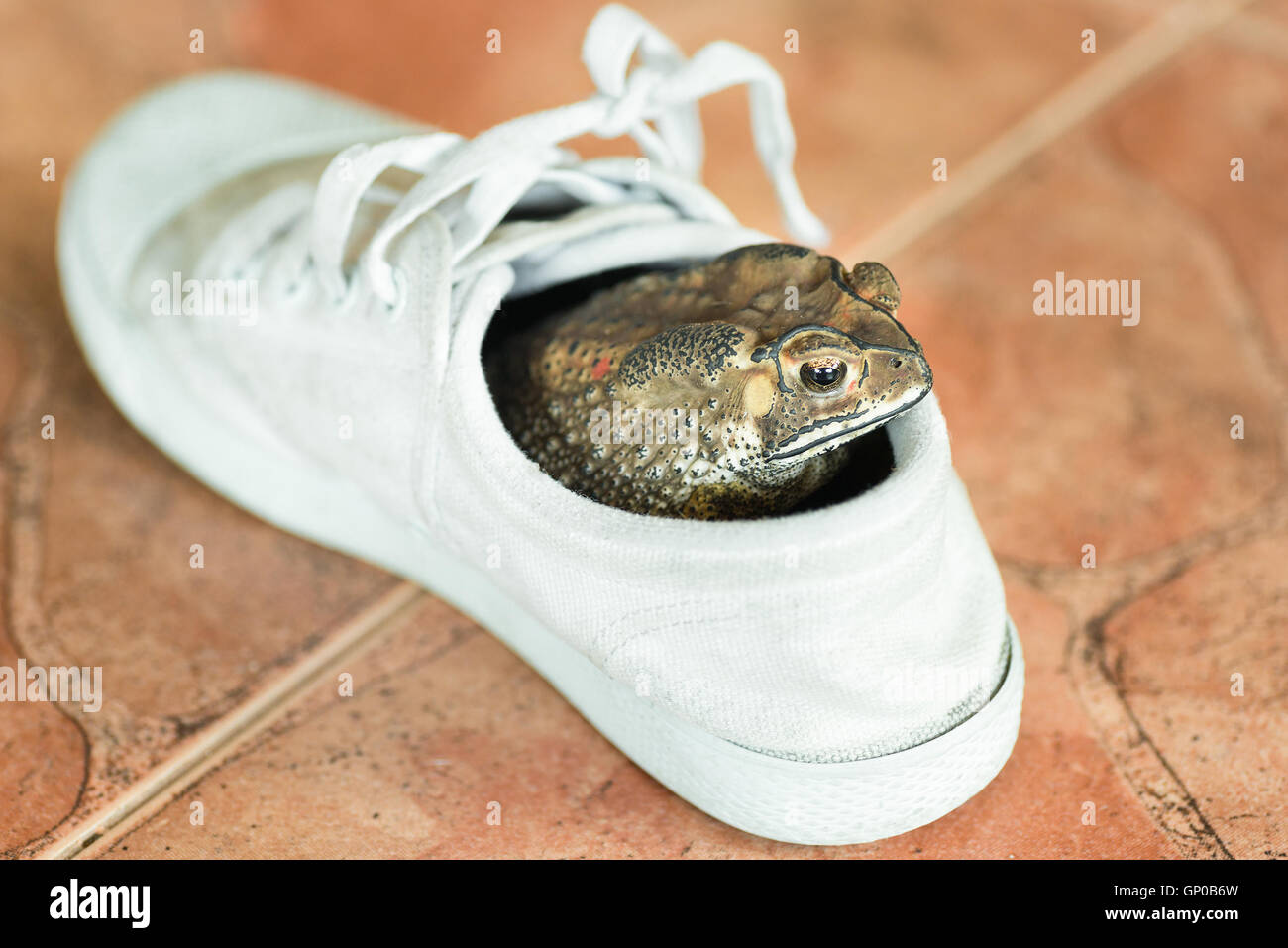 Brown toad hiding in white shoe. Stock Photo