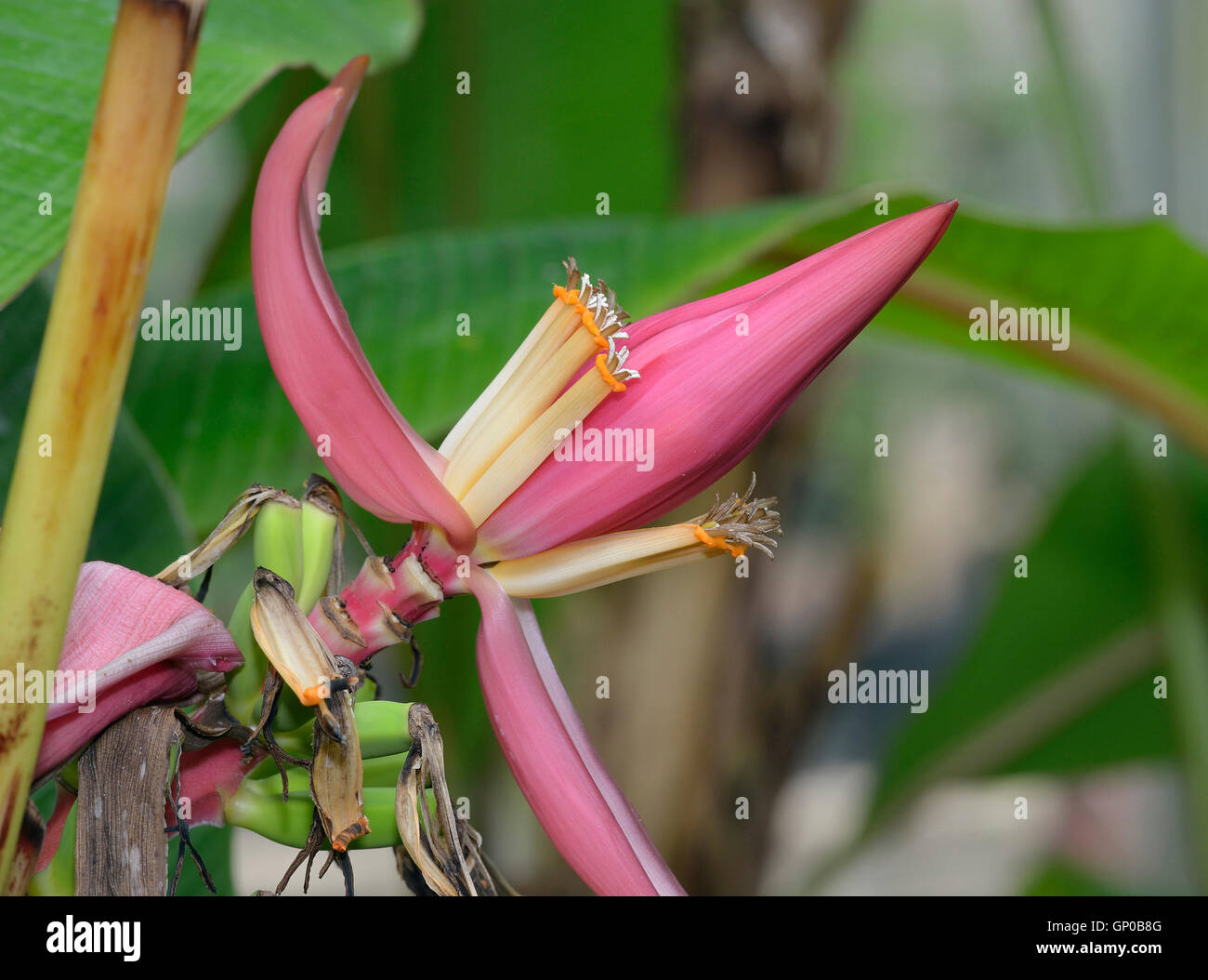 Wild Banana species from India & Indonesia - Musa sanguinea Stock Photo