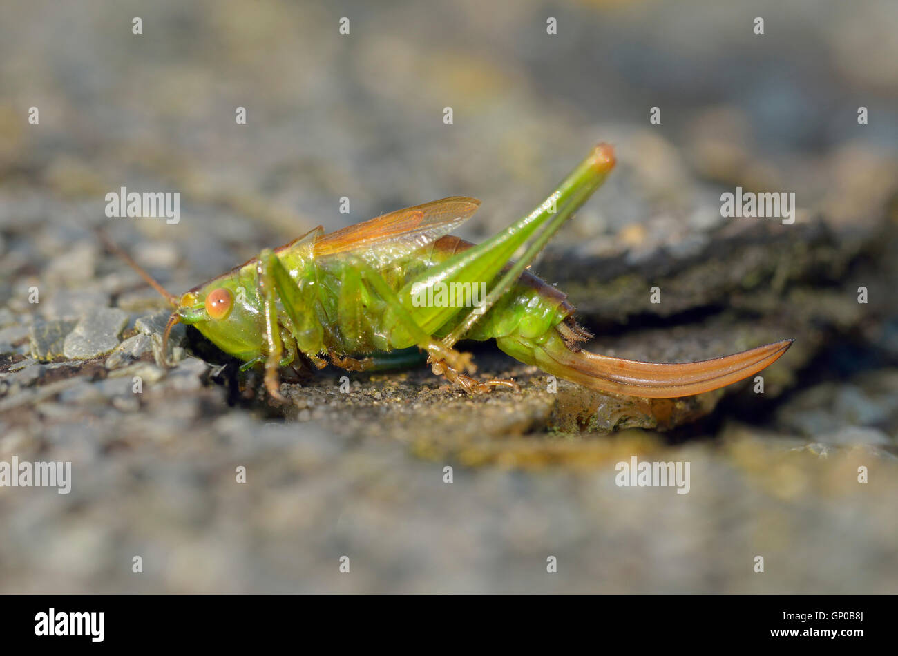 Short-winged Cone-head - Conocephalus dorsalis Female Cricket Stock Photo
