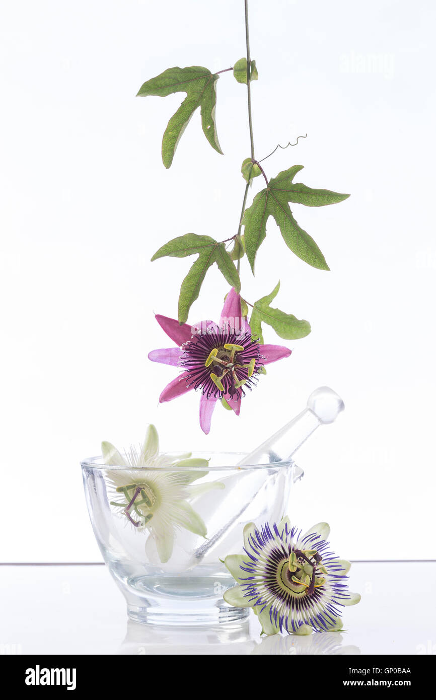 Hanging Passion flower Stock Photo - Alamy