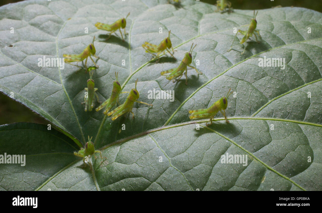 Tiny grasshoppers on the top of a morning glory leaf at first ...