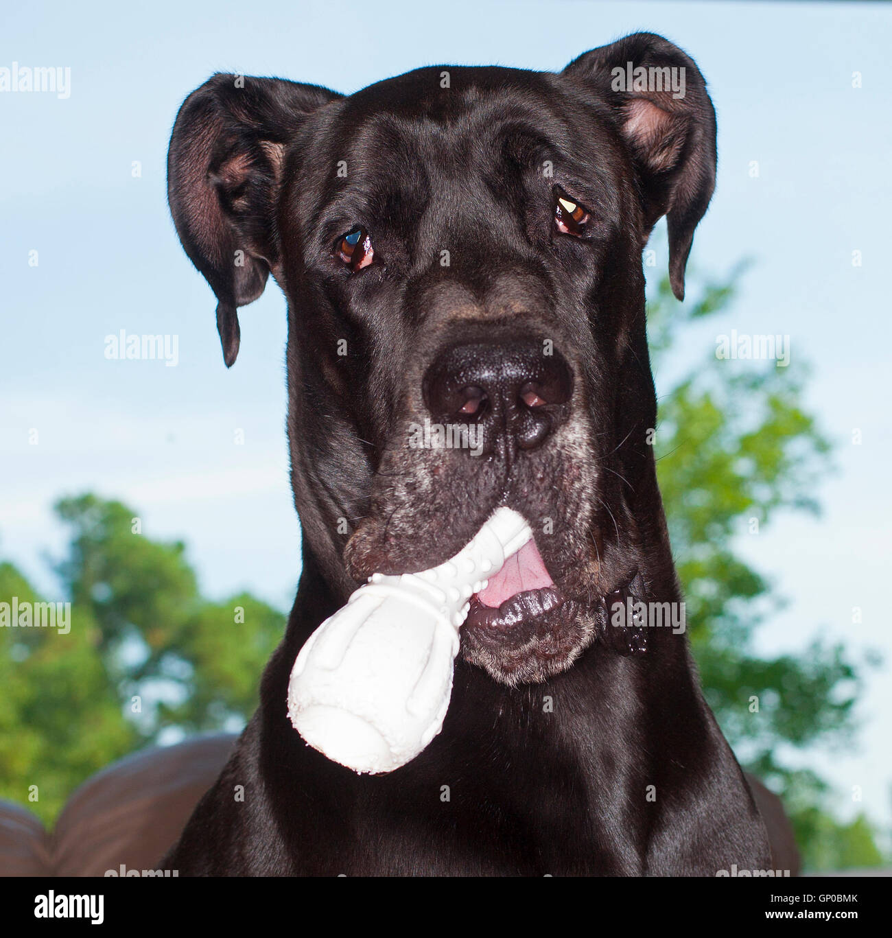 Black Great Dane that is holding a toy bone in his mouth Stock Photo