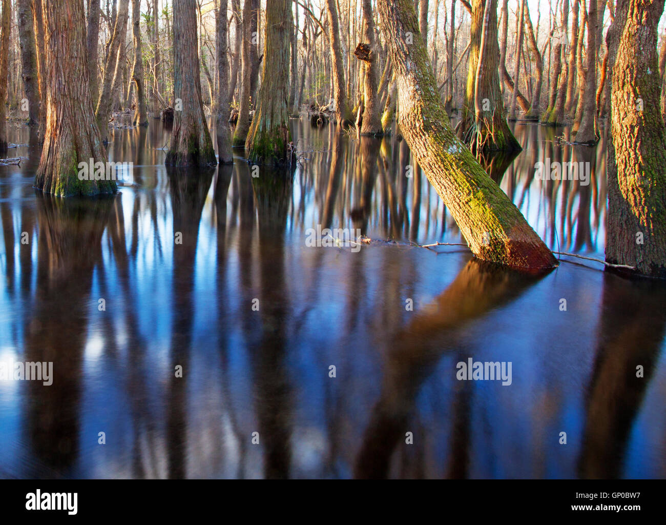 The Lumber River in North Carolina and trees in the water Stock Photo