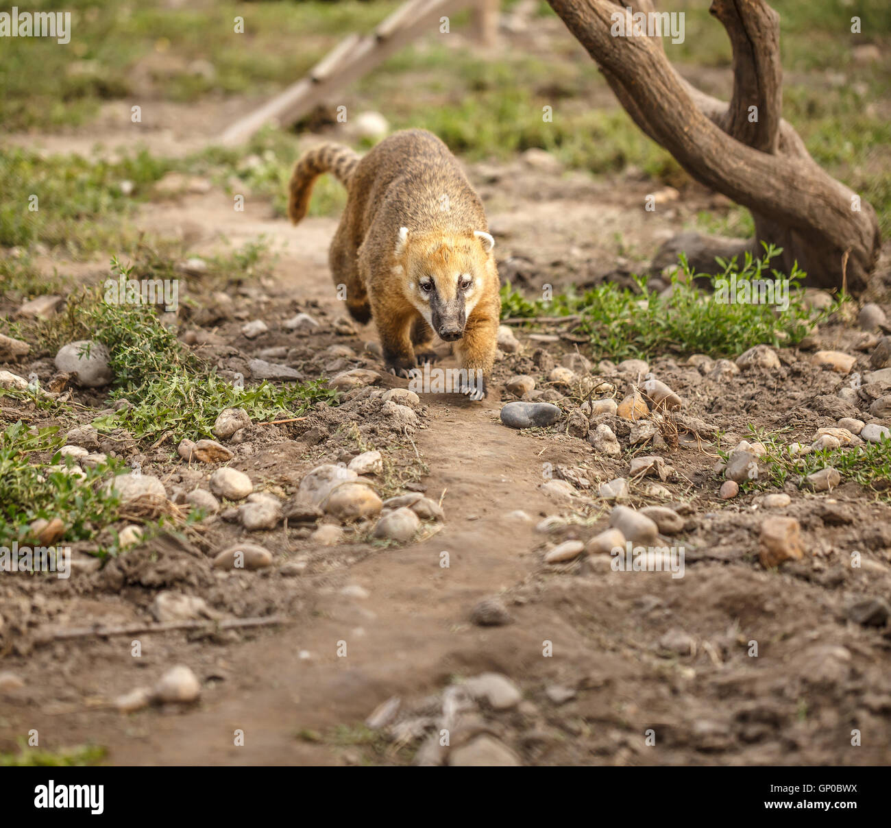 South American coati (Nasua nasua), also known as the ring-tailed coati. Wildlife animal. Stock Photo