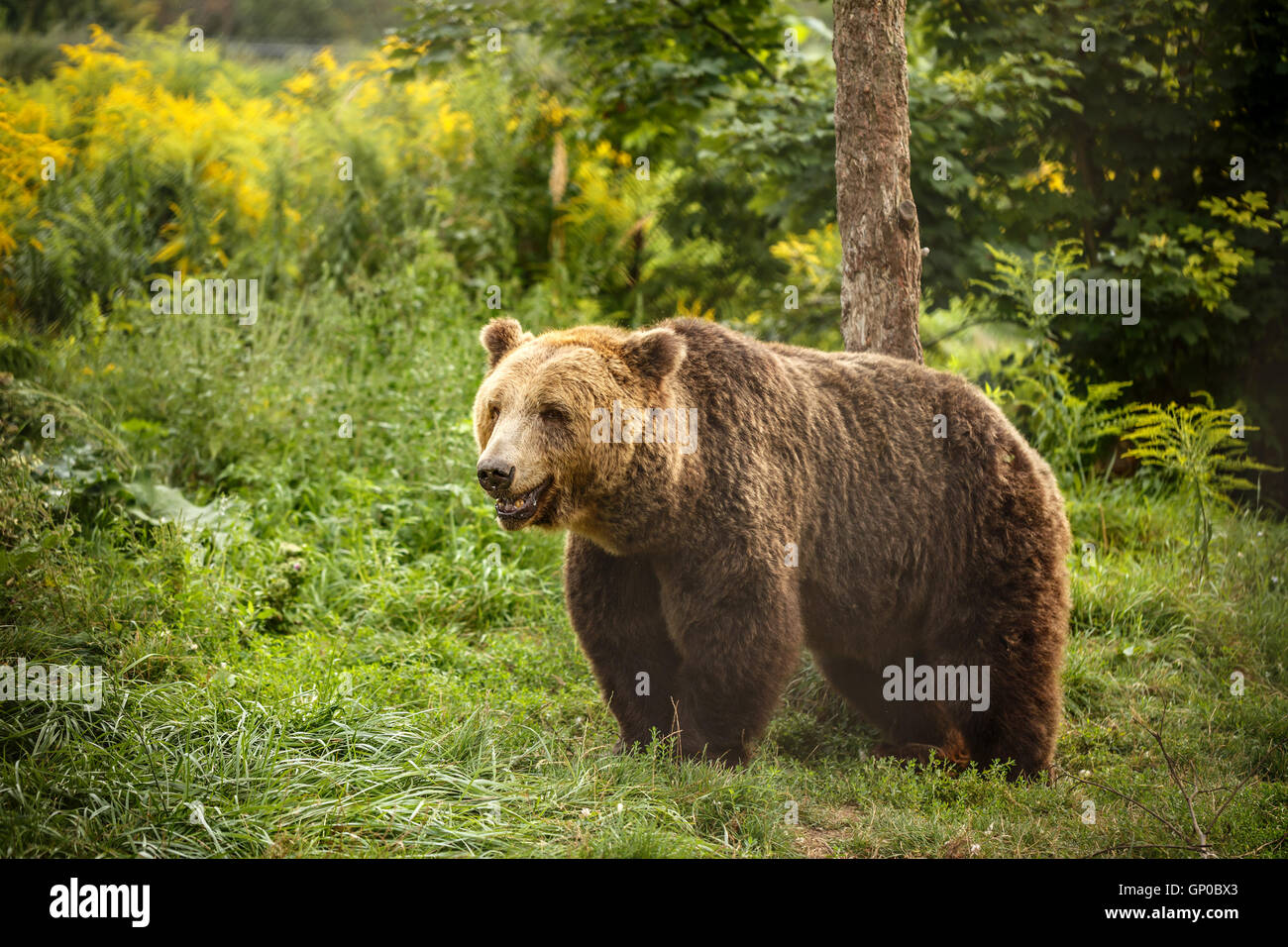 European brown bear walking in forest Stock Photo - Alamy