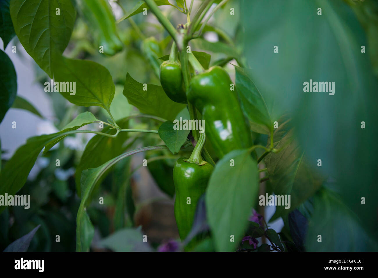 Green chili peppers growing on plants Stock Photo
