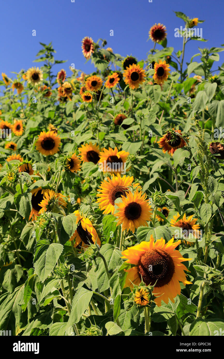 Portrait shot of sunflowers and blue sky Stock Photo - Alamy
