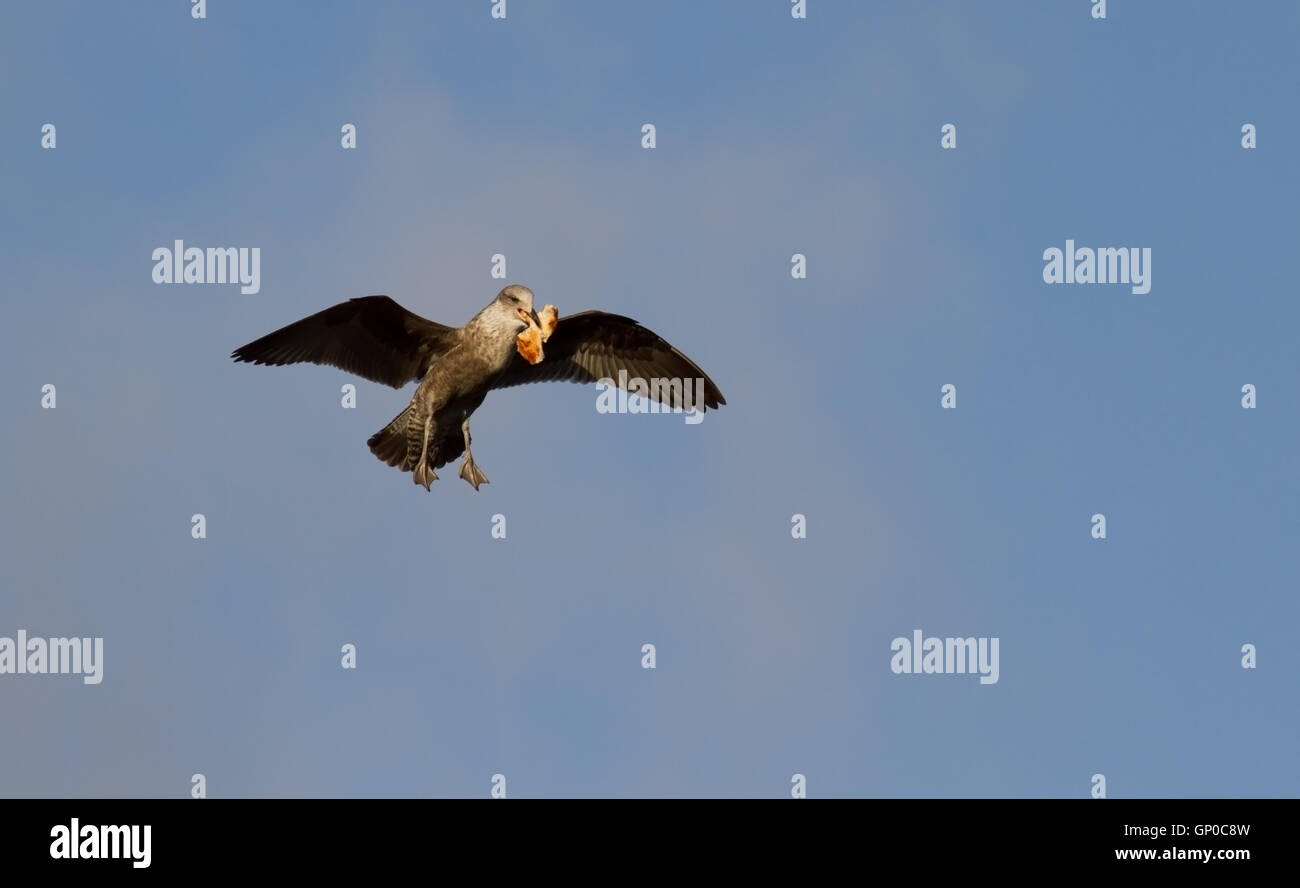 Gull Eating Bread In Flight Stock Photo Alamy