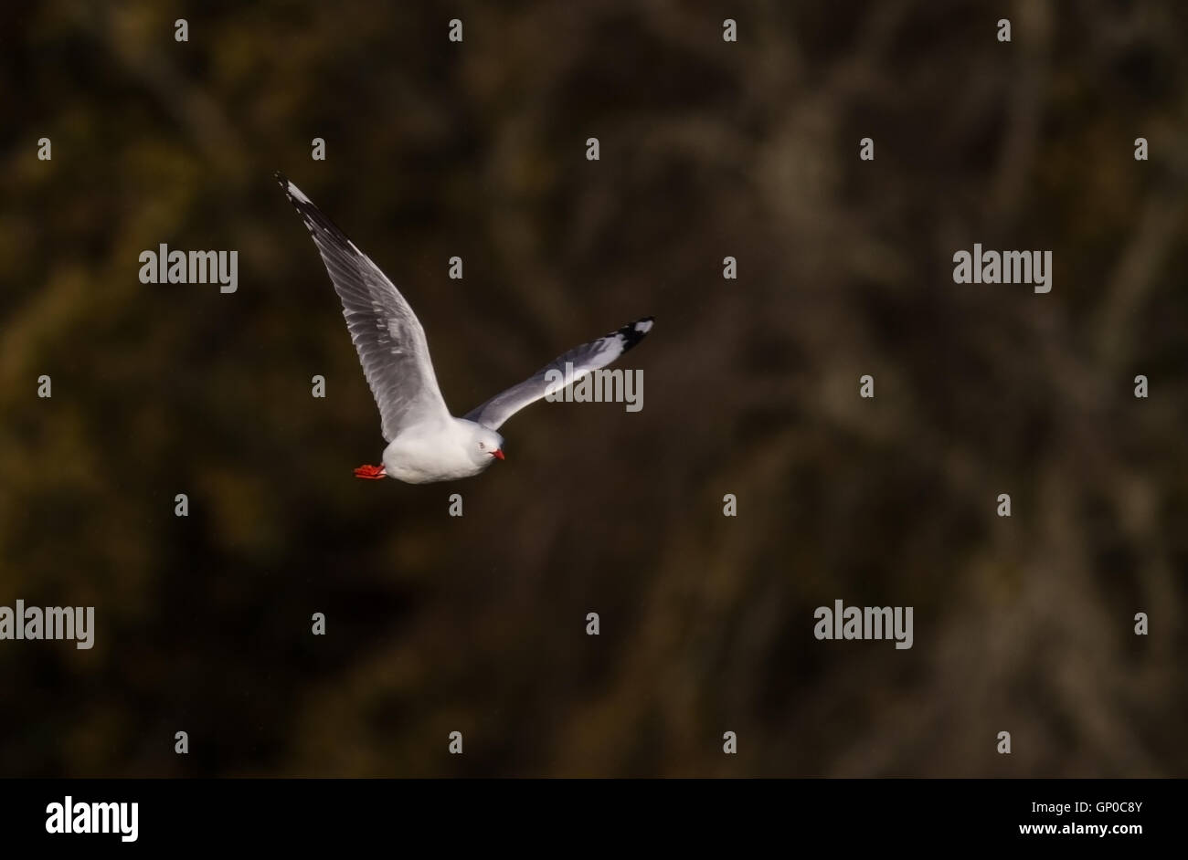 Red billed gull in flight at Western Springs, Auckland Stock Photo - Alamy