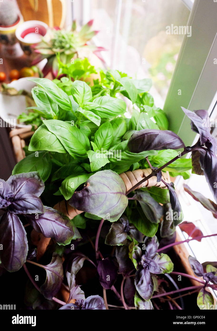 Green and purple basil herbs growing in pots on kitchen window sill