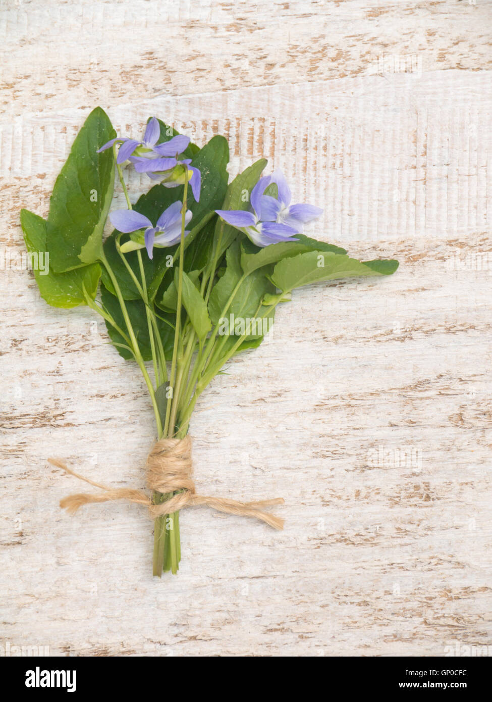 Blue viola flowers bouquet tied with jute rope on the rustic white painted background Stock Photo