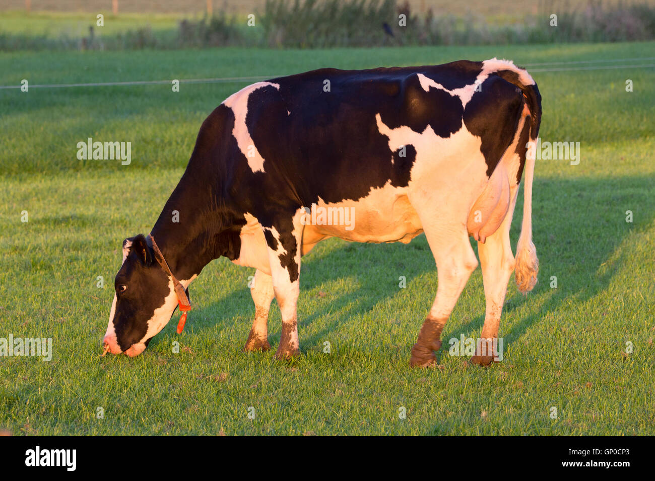 Black and white Holstein Friesian cow Stock Photo