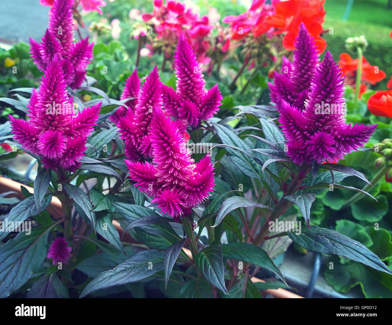 Celosia with flamelike flower heads in deep purple color, ornamental
