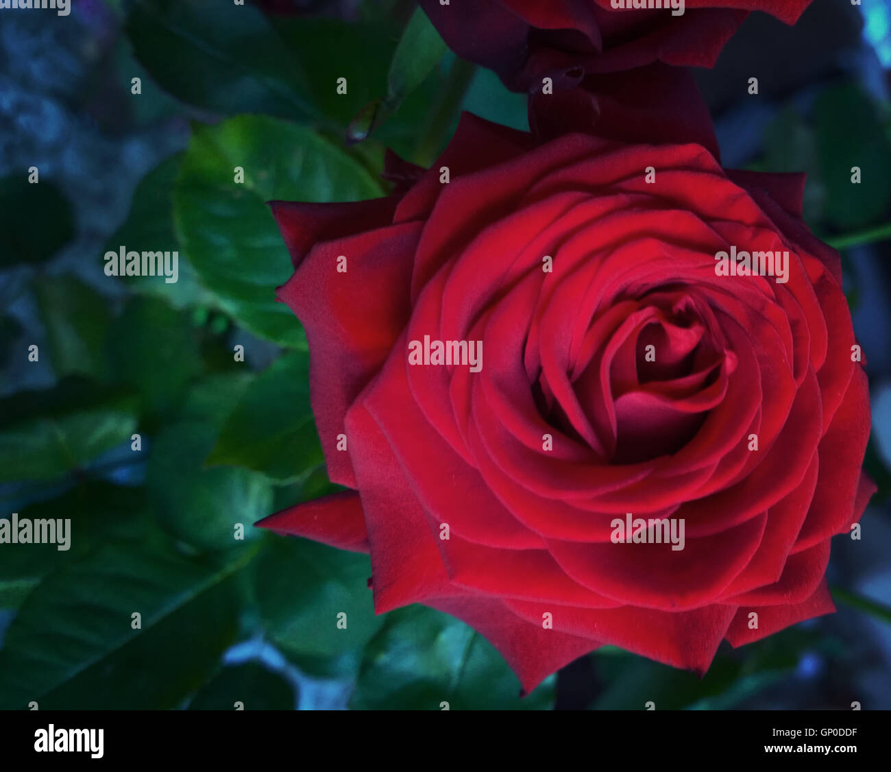 Romantic red rose on dark green blurred background Stock Photo - Alamy