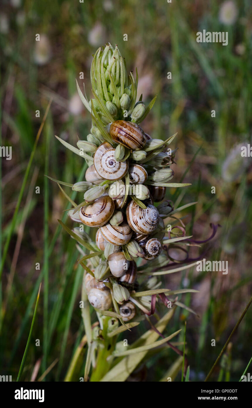 Cluster of snails ( Theba pisana ) gather together on  lizard orchid Stock Photo