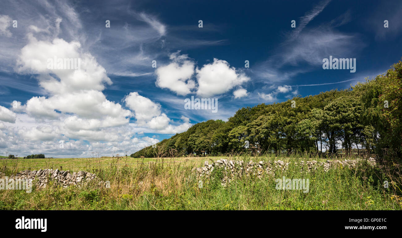 Row of trees beside a field in the Peak District with a big sky of wispy summer clouds overhead. Stock Photo