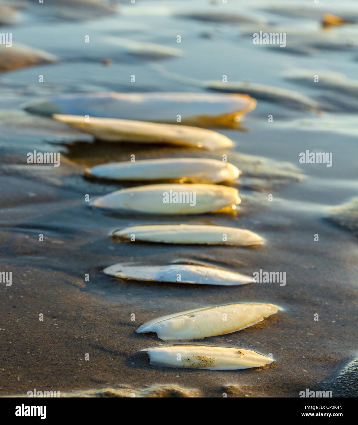 cuttlebones of cuttlefish lined along the shore Stock Photo