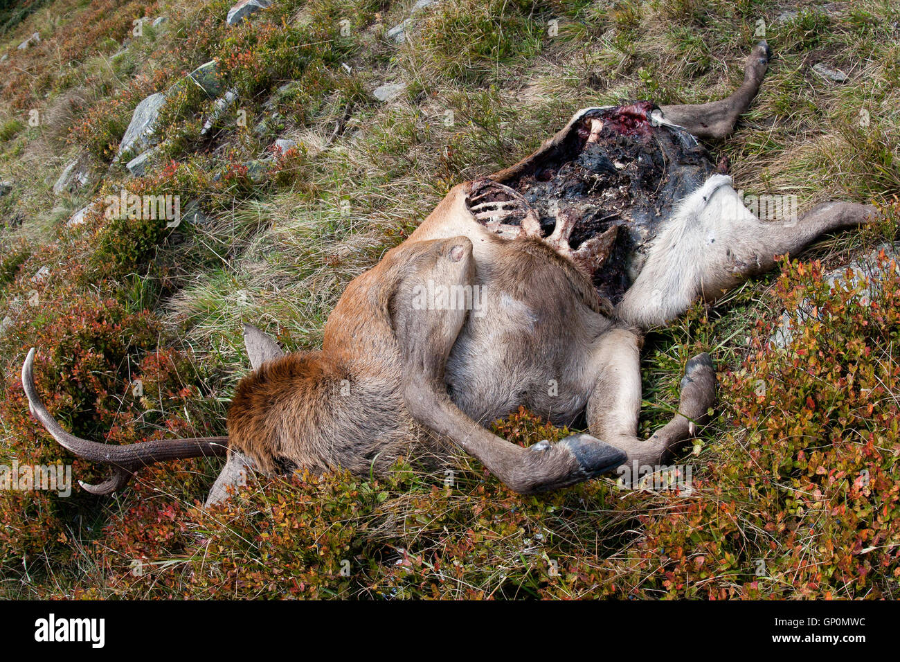 Dead wild red deer in alpine ecosystem is left into the Natural Park to preserve natural cycles Stock Photo
