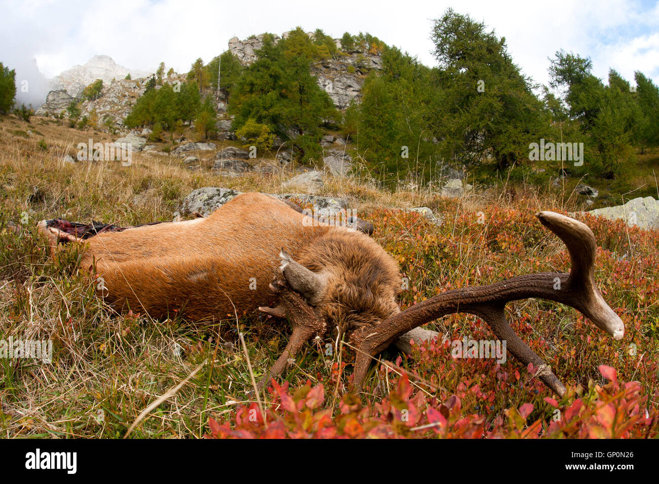 Dead wild red deer in alpine ecosystem is left into the Natural Park to preserve natural cycles. Stock Photo