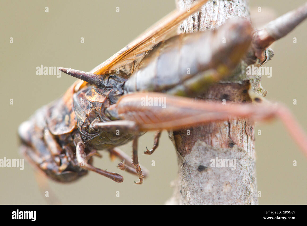 The prey of a Great grey shrike ( Lanius excubitor ): a grasshopper impaled upon a thorn Stock Photo
