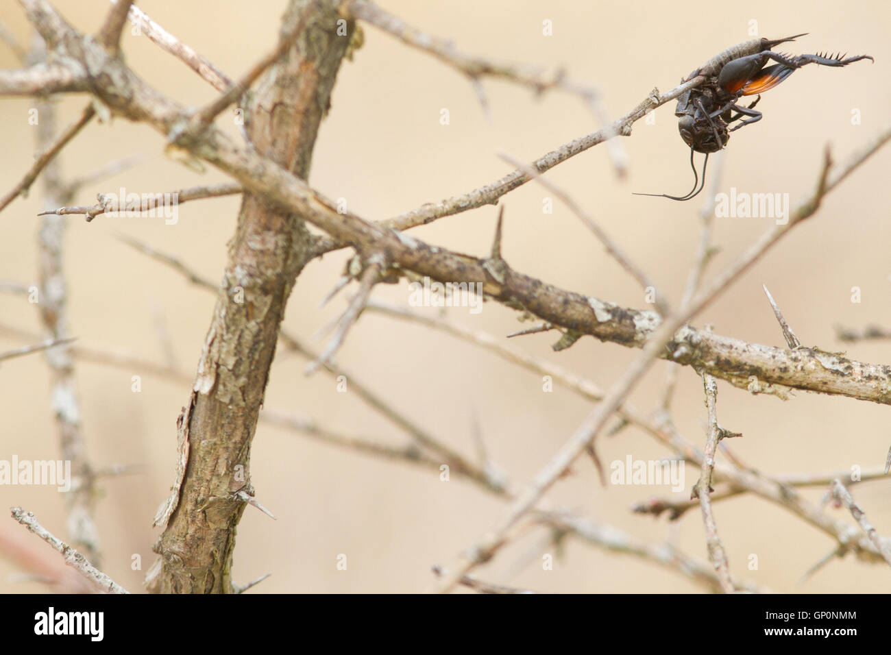 The prey of a Great grey shrike ( Lanius excubitor ): a field cricket ( Grillus campestris ) impaled upon a thorn Stock Photo