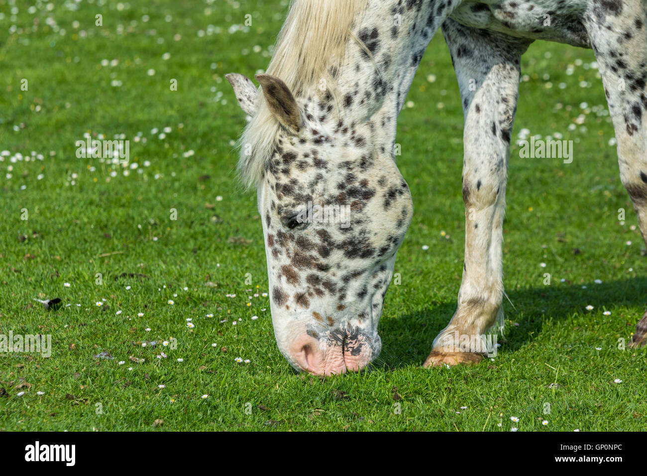 Black white spotted horse in hires stock photography and images Alamy