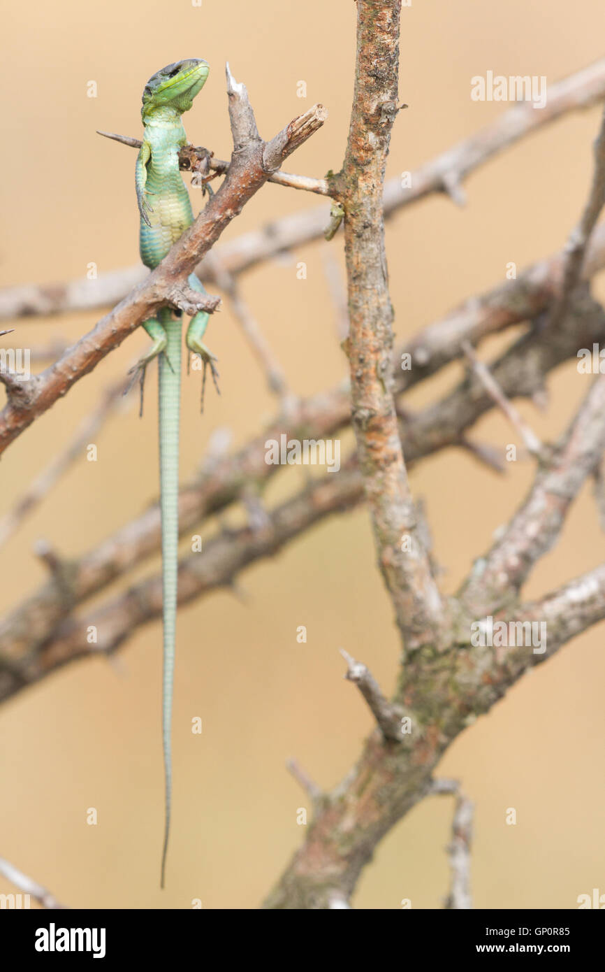 The prey of a Great grey shrike ( Lanius excubitor ): a green lizard (Lacerta bilineata) impaled upon a thorn Stock Photo
