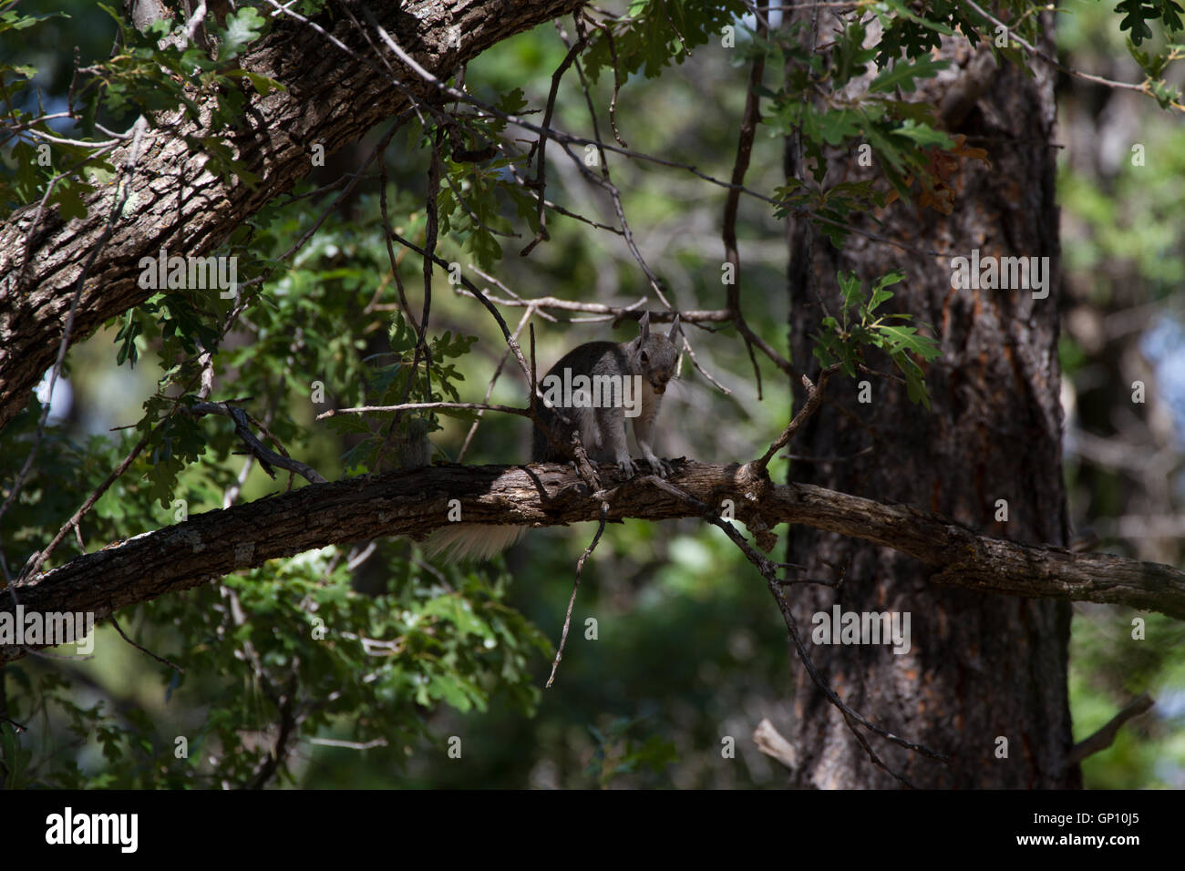 Abert's Squirrel Scirius aberti in pine tree. South Rim of Grand Canyon. Arizona USA Stock Photo