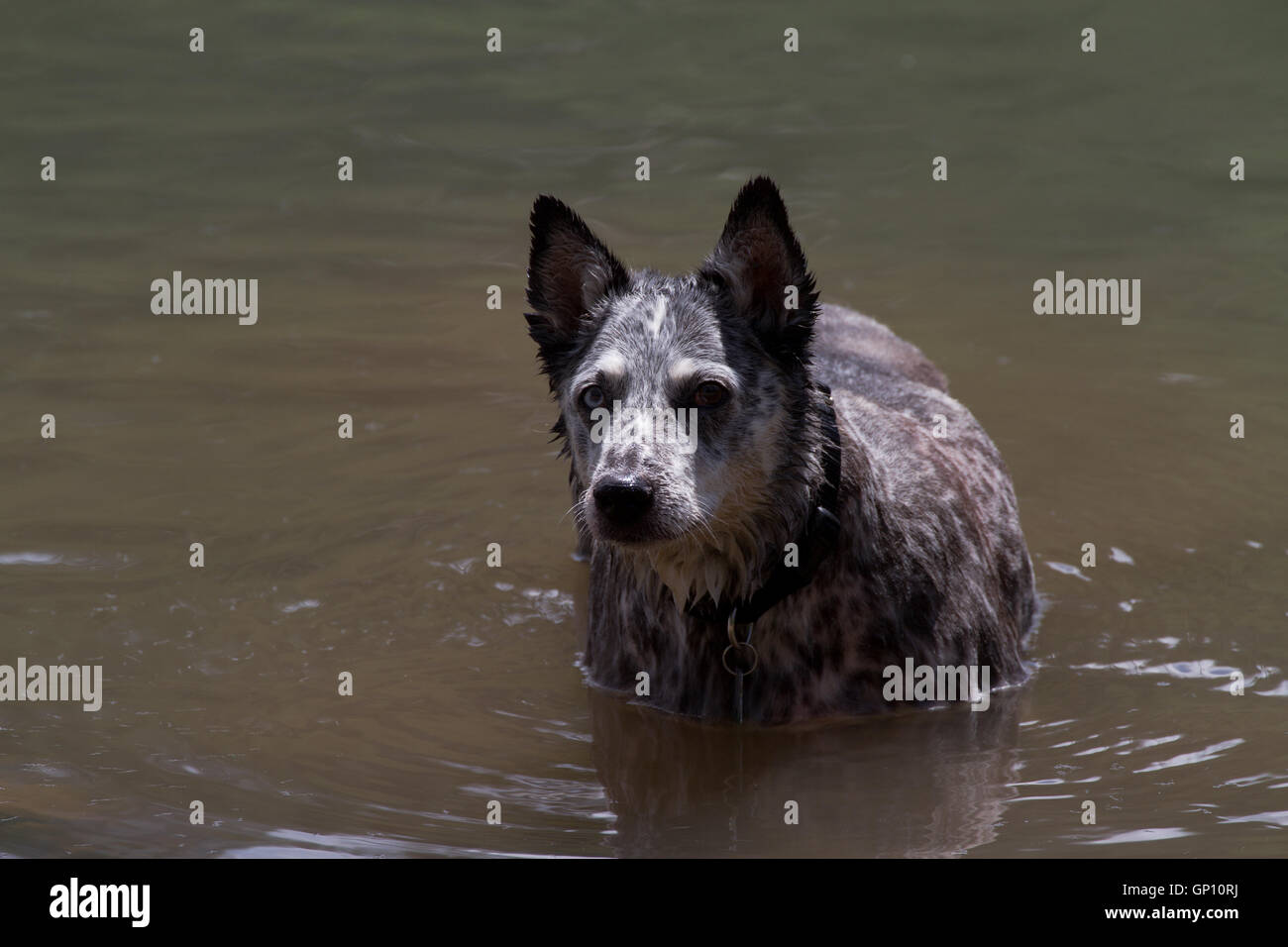 Dog cooling off in lake. USA Stock Photo Alamy