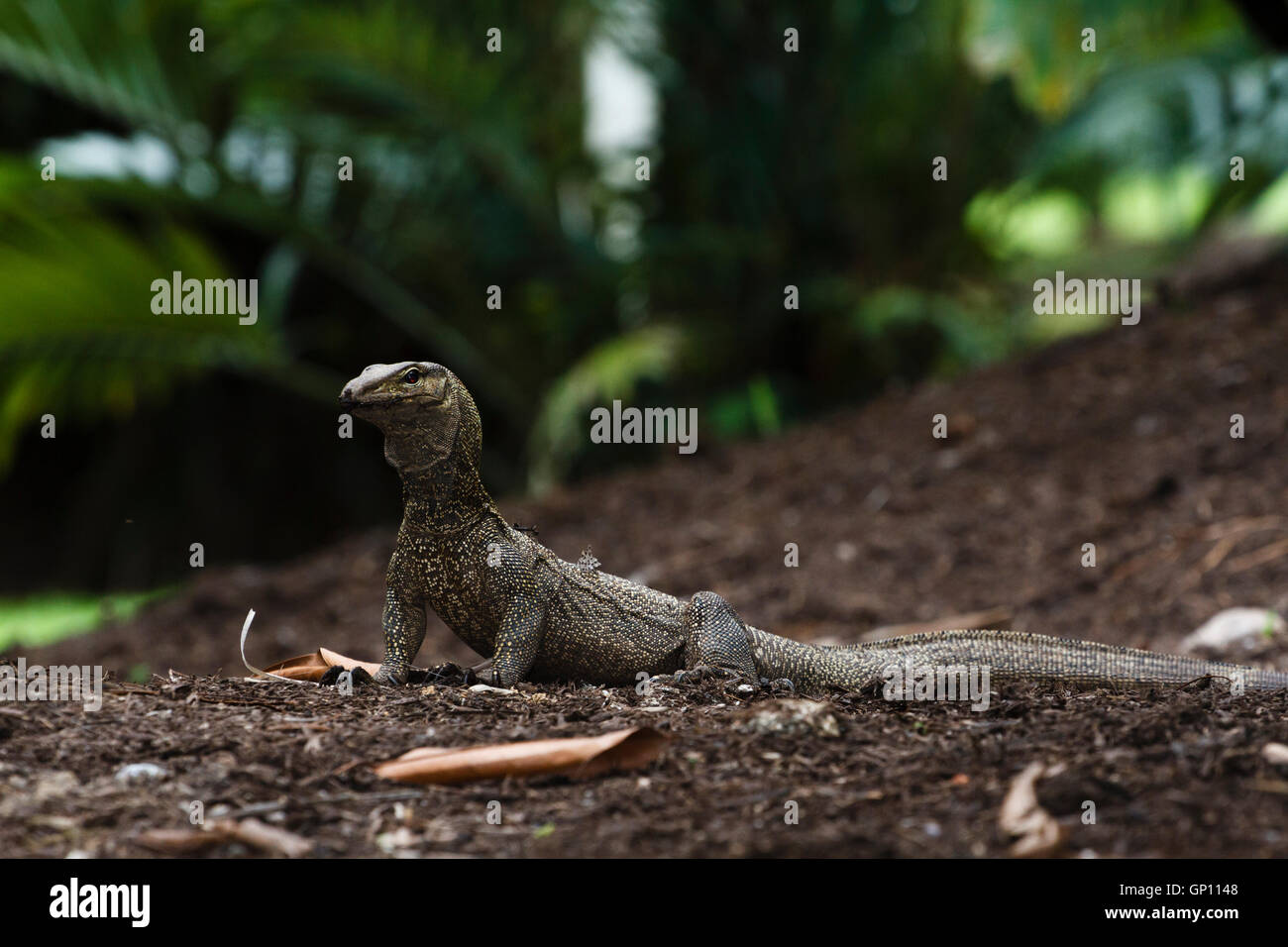 Clouded monitor lizard singapore hires stock photography and images
