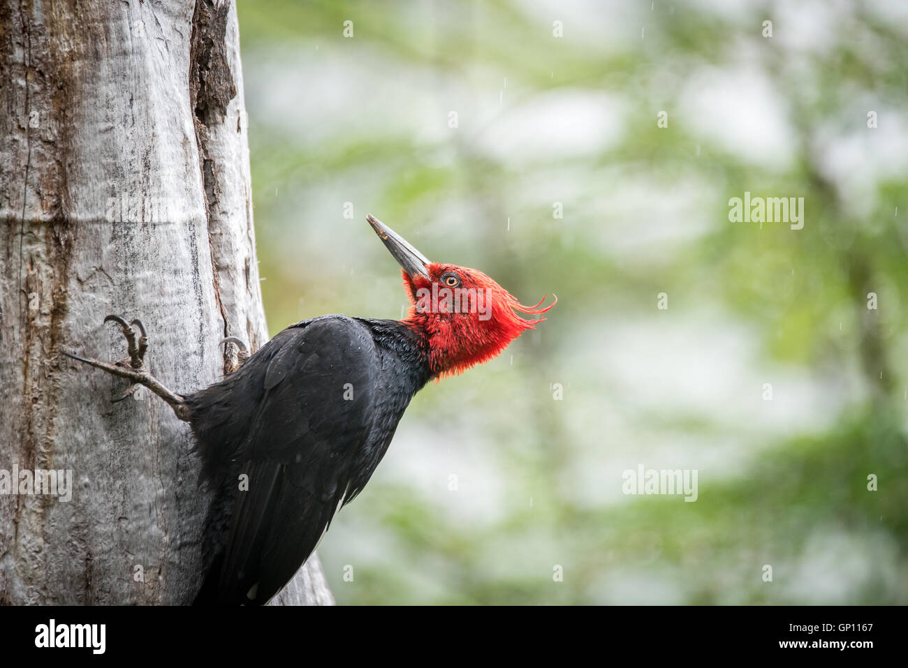 Magellanic Woodpeckers Stock Photo