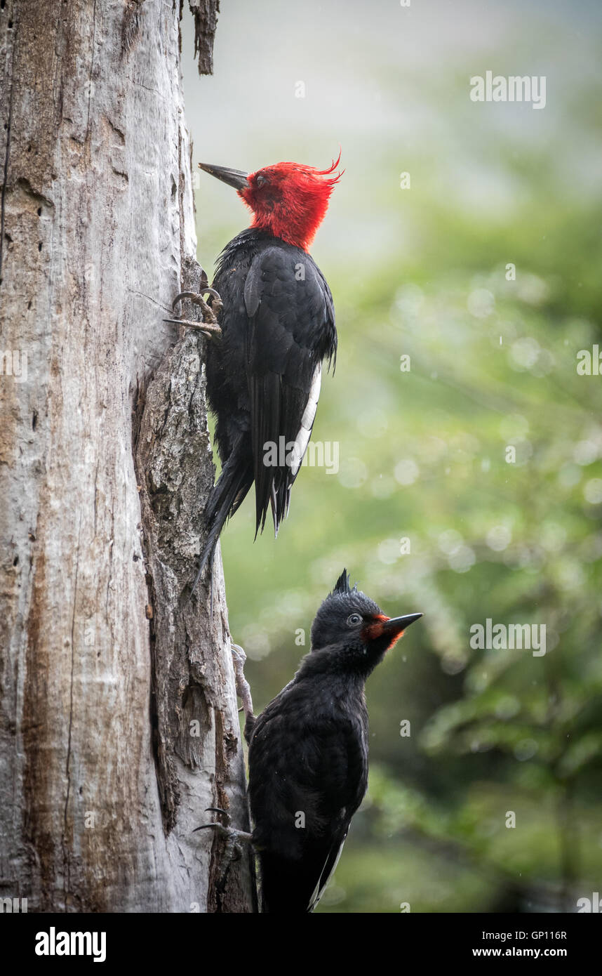 Magellanic Woodpeckers Stock Photo