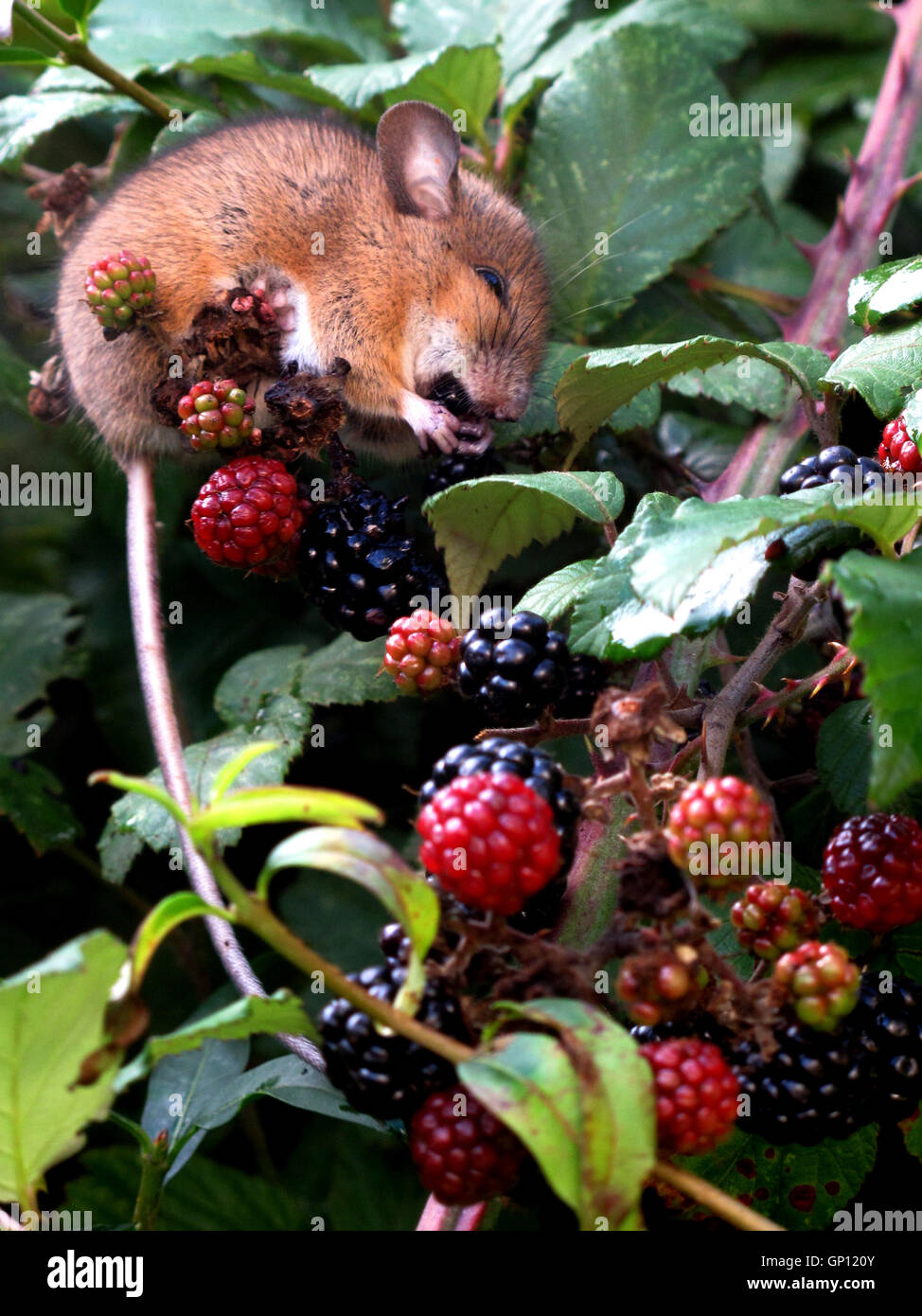 Dormouse eating blackberries Stock Photo
