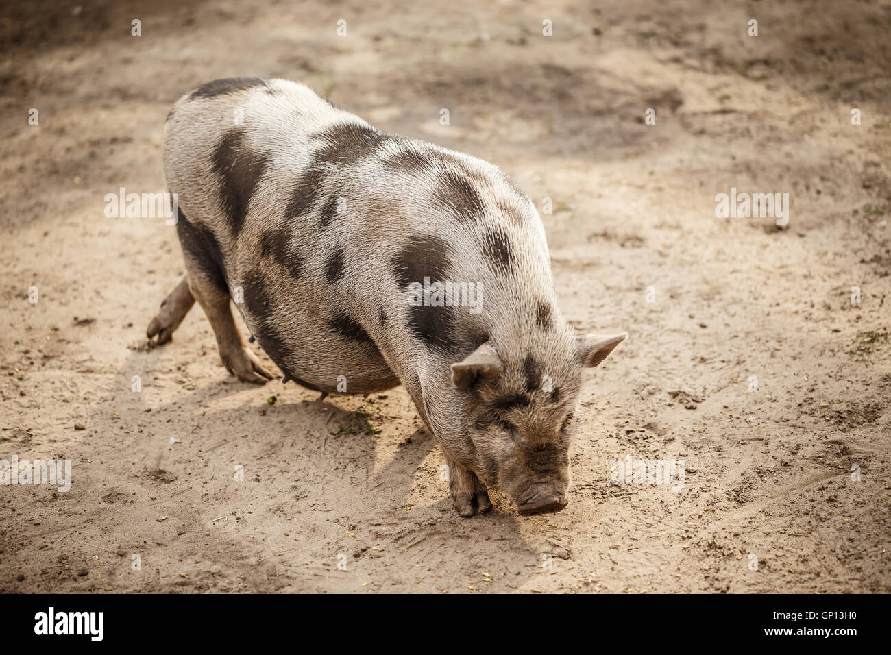 Pink and black speckled pot-bellied pig Stock Photo