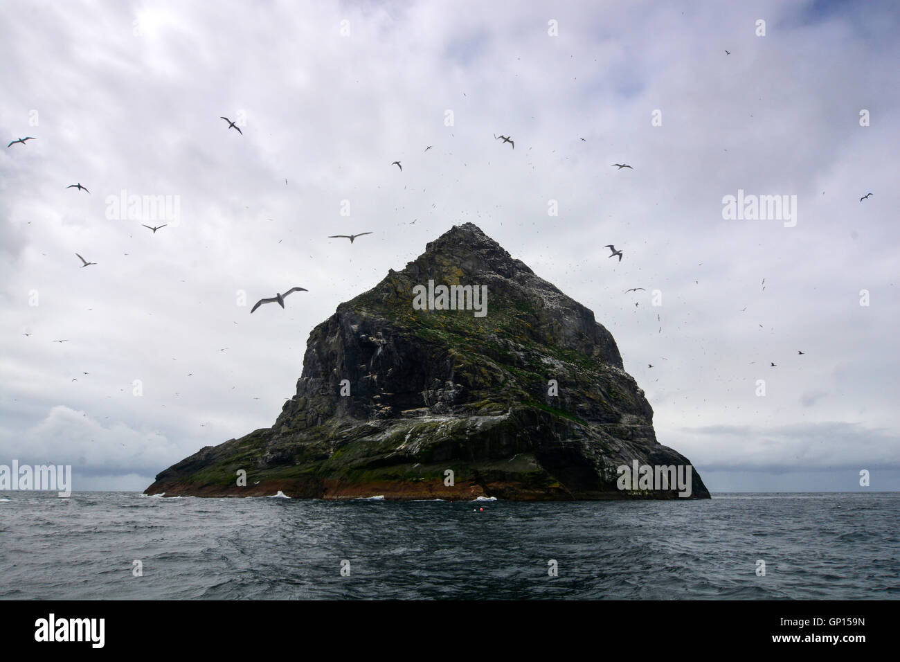 Gannets flying around Stac Lee, St Kilda archipelago Stock Photo