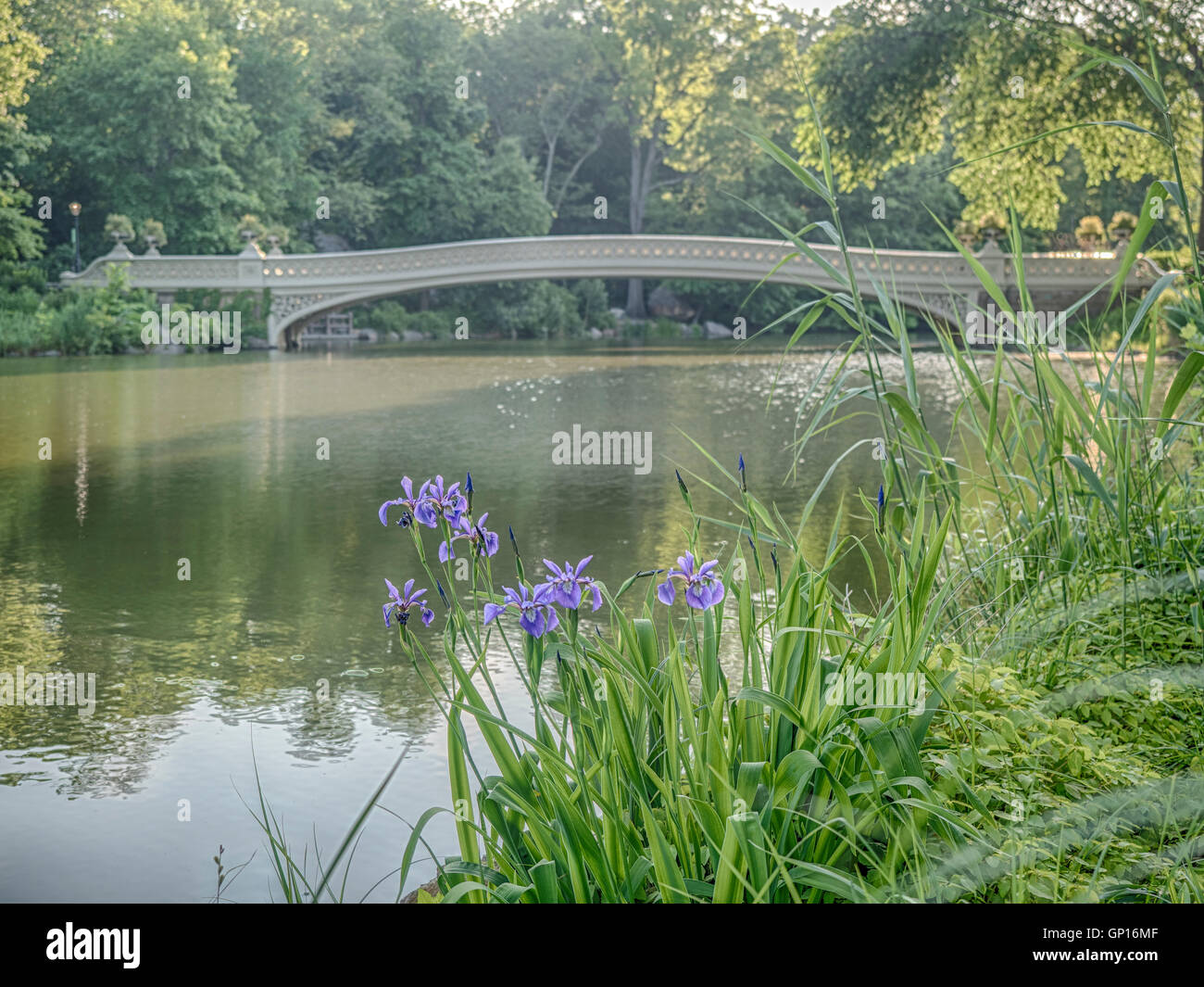 The Bow Bridge is a cast iron bridge located in Central Park, New York ...