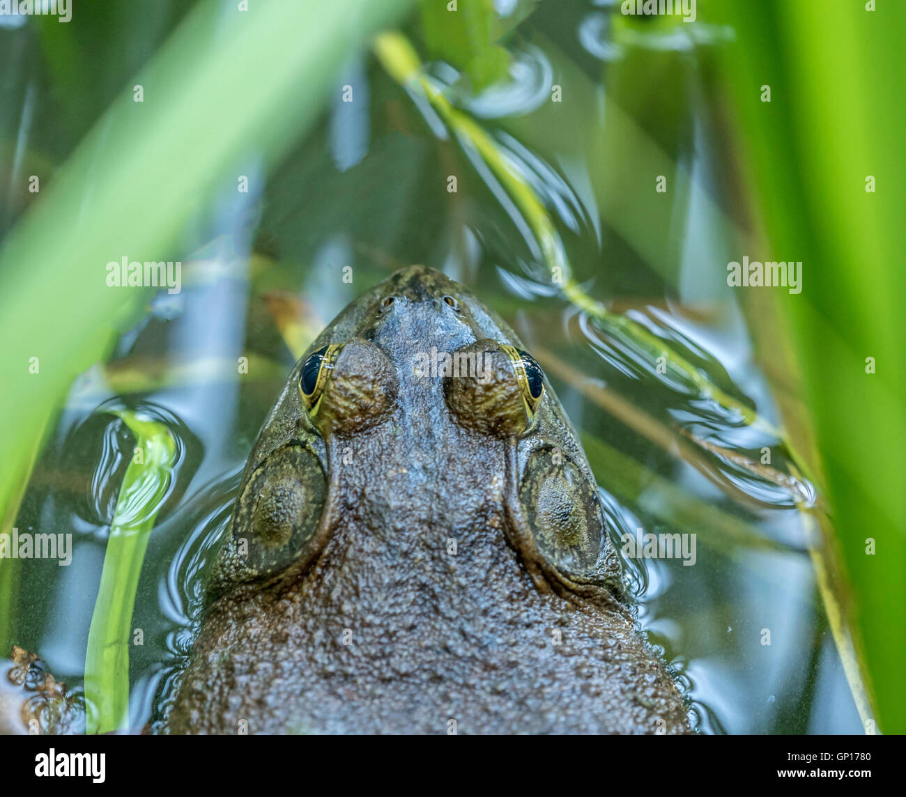American bullfrog,Lithobates catesbeianus or Rana catesbeiana, often simply known as the bullfrog i Stock Photo