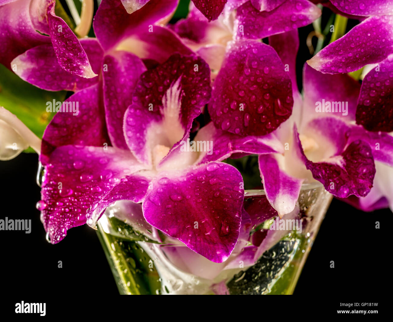 Dendrobium nobile orchid that is a large species of flowers Stock Photo
