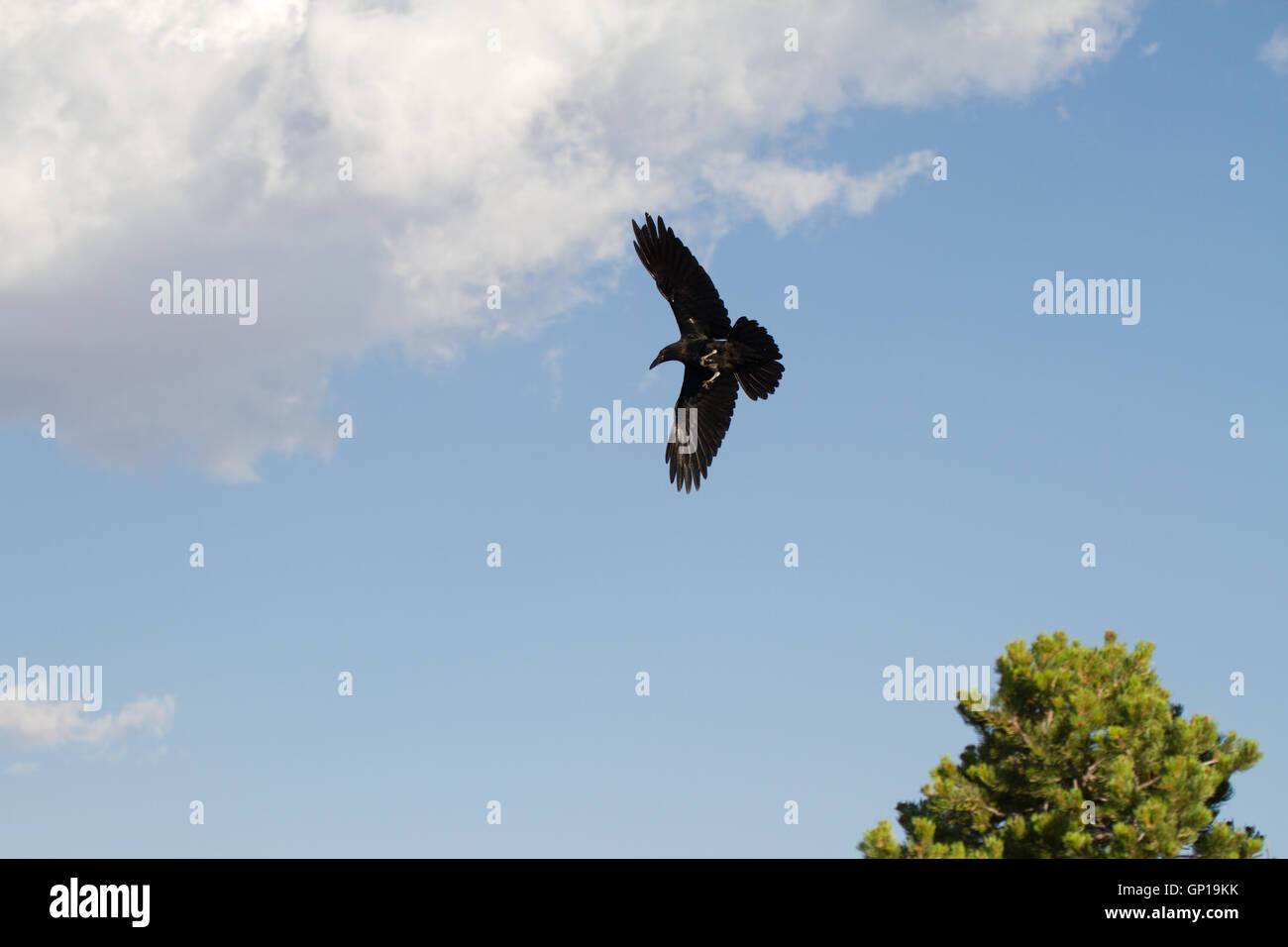 Raven in flight. Grand Canyon National Park. Arizona. USA Stock Photo ...
